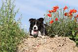 BORDER COLLIE 424